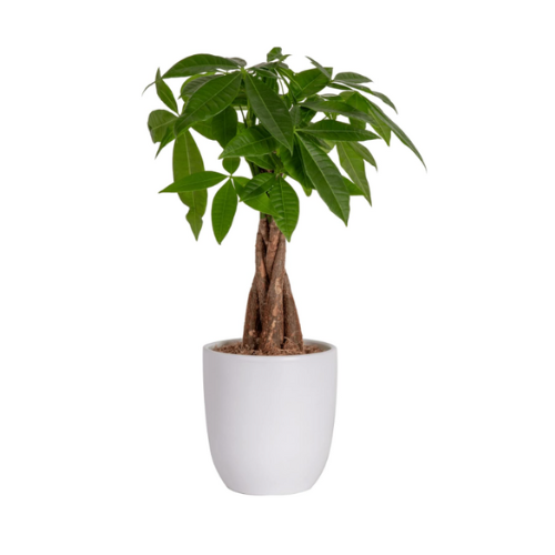 simple mother's day gifts