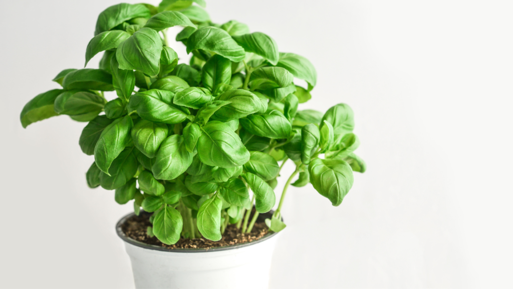 Foods to Boost Your Immune Function