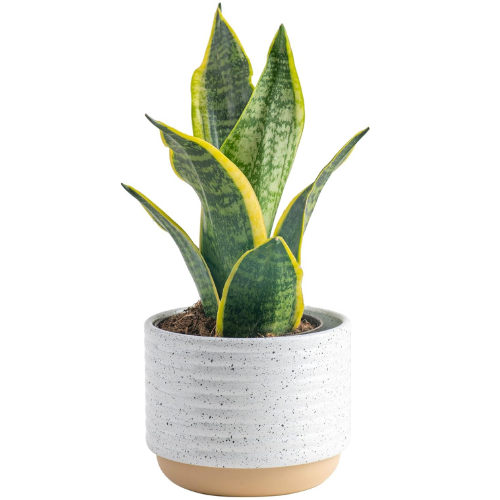 Bedroom Essentials to Boost Mental Health